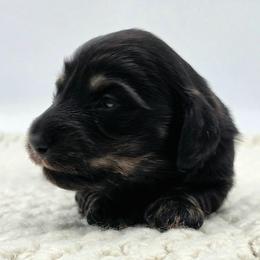 Puppy 3 - Black and cream female Dachshund puppy in Zebulon, North Carolina from Salt of the Earth Dachshunds