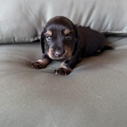 Dally - Black and tan female Dachshund puppy in Delta, Colorado from Weinderful Dachshunds