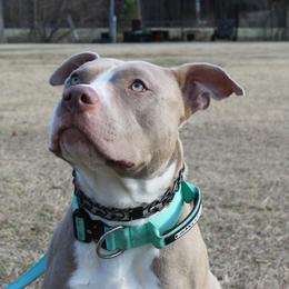 Gojo - Fawn male American Pit Bull Terrier puppy in Kenly, North Carolina from Mika Tica Kennels