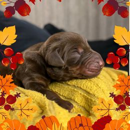 Boy 2 - Red and rust male Doberman Pinscher puppy in Neshkoro, Wisconsin from Sky’s Dobermans