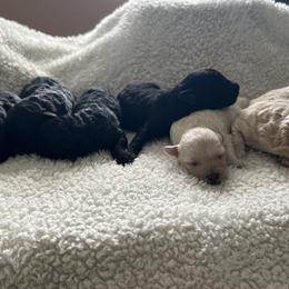 Poodles and Yorkipoos from Beam Kennels