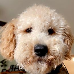 Goldendoodle and Poodle All Grown Up from Ellie & Co. Doodles