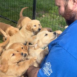Golden Retriever Puppies from Rainershine Goldens