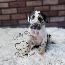 Glimmer - Harlequin female Great Dane puppy in Barberton, Ohio from Guilty Pleasure Great Danes