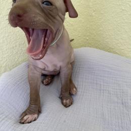 Balto - Chocolate and tan male American Hairless Terrier puppy in Belton, Texas from Copper Lilly Kennel