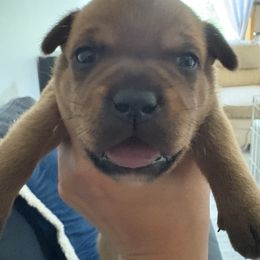 Staffordshire Bull Terrier Puppies from Tier 1 Staffordshire Bull Terriers
