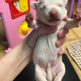 Girl 3 - Cream female Chihuahua puppy in Matensdale, Iowa from Tammy's Chihuahuas