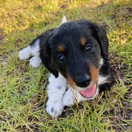 Moo Moo - Piebald female Dachshund puppy in Trenton, Florida from Tweenie Weenie Dachshunds