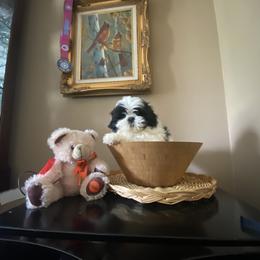 Boy 1 - male Shih Tzu puppy in Troy, Michigan from "Shihtzu Best Friend"