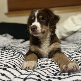 Australian Shepherd and Miniature Australian Shepherd Puppies from Integrity Aussies Tx