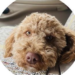 Bev - Cavapoo