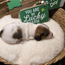 AKC girl - Piebald female Dachshund puppy in Denham Springs, Louisiana from Mary's Mini Dachshunds