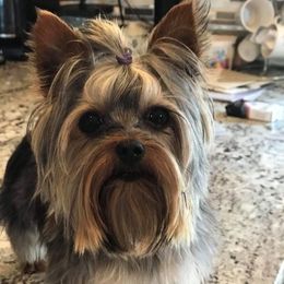 Liam - Yorkshire Terrier