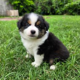 Rex - Black tri male Miniature Australian Shepherd puppy in Fort Worth, Texas from Angela's Miniature Australian Shepherds
