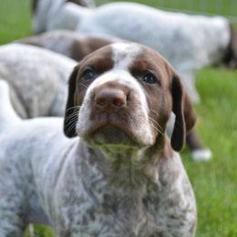 German Shorthaired Pointers from Westpointe