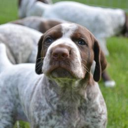 German Shorthaired Pointers from Westpointe