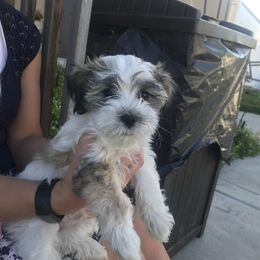 Maltipoo Puppies from A Batch of Cookie’s