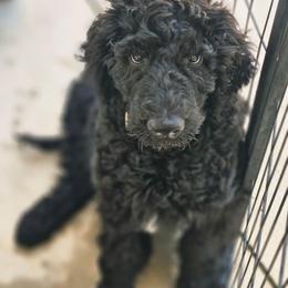 Cash - Black male Double Doodle puppy in Jeddo, Michigan from Bert's Doodles