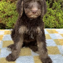 Bernedoodle, Goldendoodle, and Poodle Puppies from Poodle and Doodle Haven