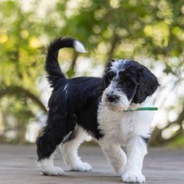 Sage - Black and white Sheepadoodle puppy in Charleston & Kershaw, South Carolina from Atlas Harrold-Moore Sheepadoodles, LLC   (AHMS)