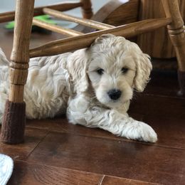 Goldendoodle Puppies from Snow Ridge Doodles