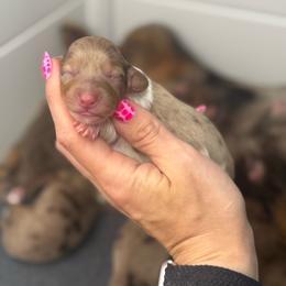 Dopey AKC - Dapple female Dachshund puppy in Oklahoma City, Oklahoma from Barrett’s Doxie Farm