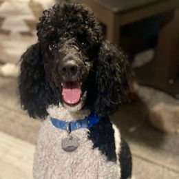 Daisy Mae - Poodle