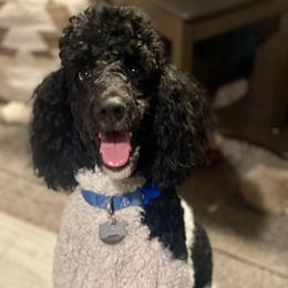 Daisy Mae - Poodle