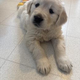 Beasley - Light golden female Golden Retriever puppy in Grant County, Indiana from On The Sunny Side Pavey Farms