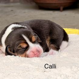 Calli - Black tan and white female Beagle puppy in Mansfield, Missouri from Rippee Creek Kennel