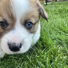 Pembroke Welsh Corgi Puppies from Fern Canyon Corgis