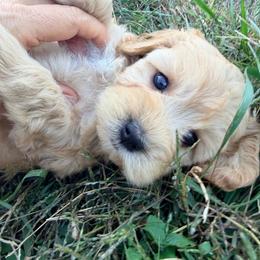 Honey with training - Red female Cockapoo puppy in Boonville, North Carolina from Doods & Dolls
