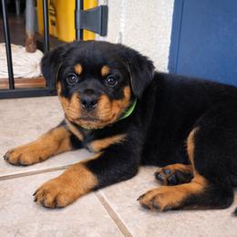 Girl 2 - Black and tan female Rottweiler puppy in San Antonio, Texas from Angel Rottweilers
