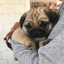 Pug Puppies from Mountain Aire Pugs