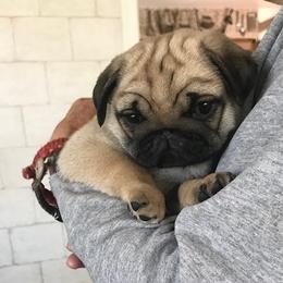 Pug Puppies from Mountain Aire Pugs