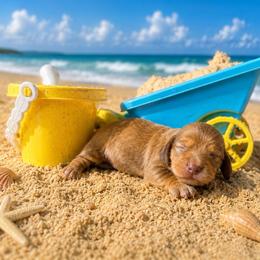 Meatball - Chocolate and tan male Dachshund puppy in Harold, Kentucky from Taylors Tiny Tails