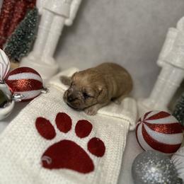 Poodle and Schnoodle Puppies from Bred by Brennen