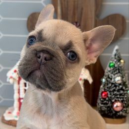 Cinnamon - Fawn female French Bulldog puppy in San Leandro, California from City of Frenchies
