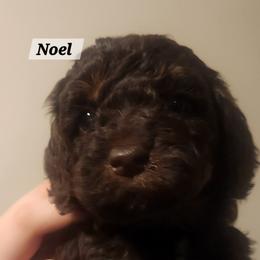 Aussiedoodle Puppies from My Classy Doodles