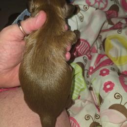 JERRY - Chocolate and tan male Shih Tzu puppy in Cook County, Illinois from My Tzu Crew