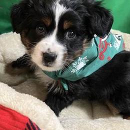 Miniature Australian Shepherds from Anita's Mini Aussies