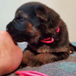 Pink Girl - Black and red female German Shepherd puppy in Longview, Washington from Bunkerhill Shepherds