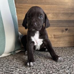 Margo - Liver female German Shorthaired Pointer puppy in Ulen, Minnesota from North Wind Gundogs