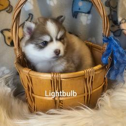 Lightbulb - Red and white female Pomsky puppy in Blackfoot, Idaho from Snake River Pomskys