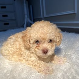 Poodle Puppies from Pawsome Poodles