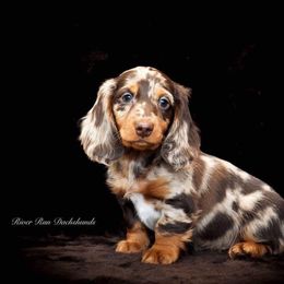 Dachshund Puppies from RRD