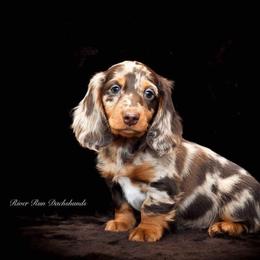 Dachshund Puppies from RRD