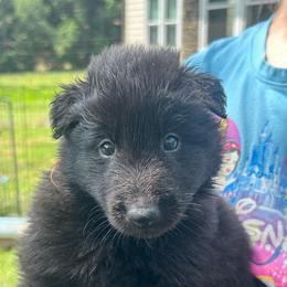 Drift (Orange) - Black male Belgian Sheepdog puppy in Franklin, West Virginia from Wildmour K9