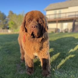 coco - Newfoundland