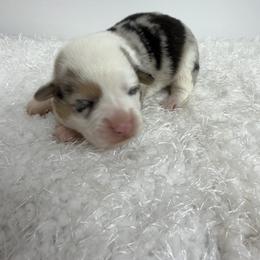 Milo - Blue male Pembroke Welsh Corgi puppy in Hillsville, Virginia from Bonderosa Kennels